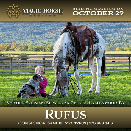 HorseID: 2284128 Rufus - PhotoID: 1060090