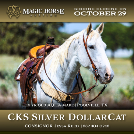 HorseID: 2284129 CKS Silver DollarCat - PhotoID: 1060091