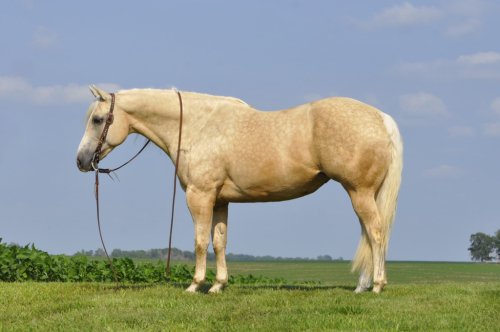 HorseID: 2284132 RJL Little Frosty - PhotoID: 1060093