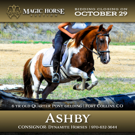 HorseID: 2284139 Ashby - PhotoID: 1060102