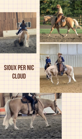 HorseID: 2284142 Sioux Per Nic - PhotoID: 1060105