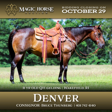 HorseID: 2284143 *Denver* - PhotoID: 1060104