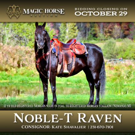 HorseID: 2284148 Noble-T Raven - PhotoID: 1060107