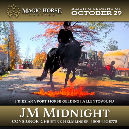 HorseID: 2284151 JM Midnight - PhotoID: 1060109