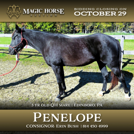 HorseID: 2284154 Penelope - PhotoID: 1060110