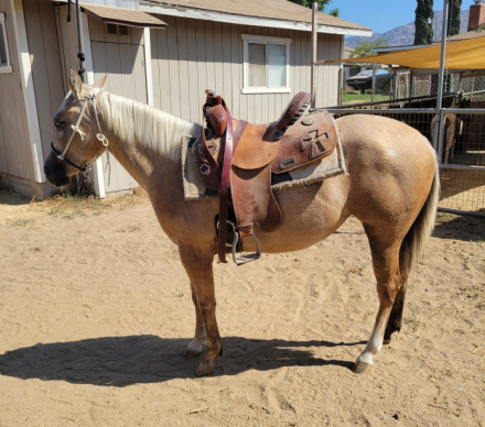 HorseID: 2284156 TKL Shiney girl - PhotoID: 1060113