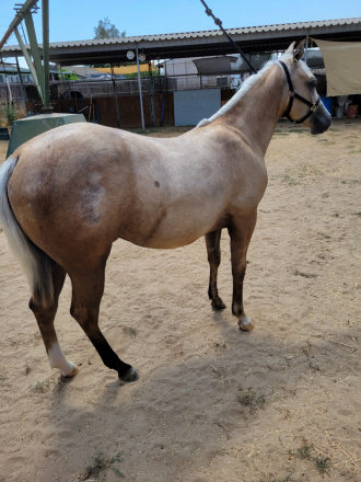 HorseID: 2284156 TKL Shiney girl - PhotoID: 1060116