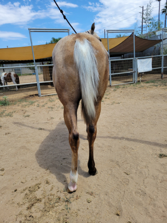 HorseID: 2284156 TKL Shiney girl - PhotoID: 1060117