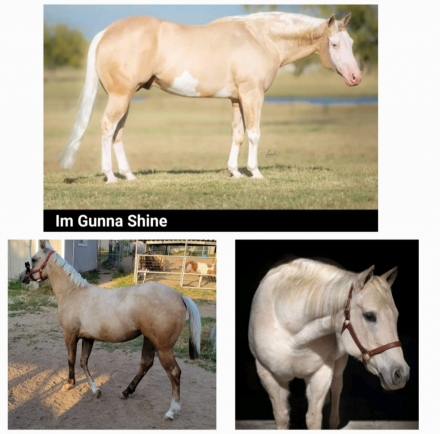 HorseID: 2284156 TKL Shiney girl - PhotoID: 1060118