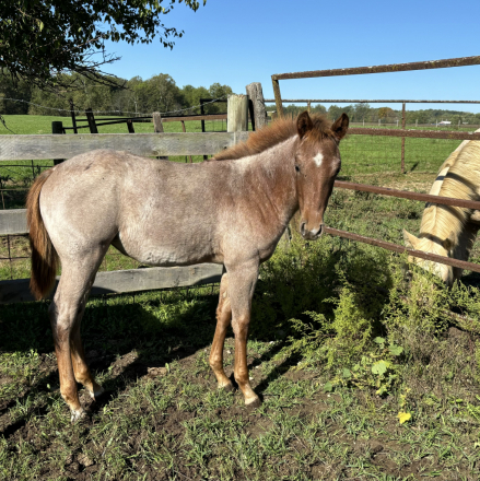 HorseID: 2284170 2024 AQHA filly - PhotoID: 1060166