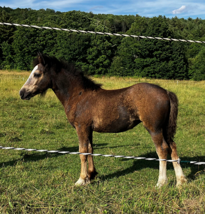 HorseID: 2284197 CAVU Esprit - PhotoID: 1060168