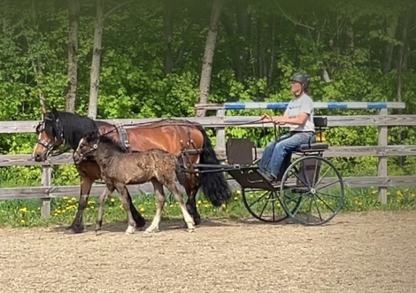 HorseID: 2284197 CAVU Esprit - PhotoID: 1060170