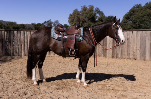 HorseID: 2284205 BOOTS - PhotoID: 1060175