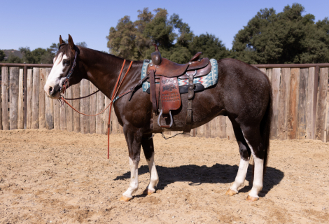 HorseID: 2284205 BOOTS - PhotoID: 1060176