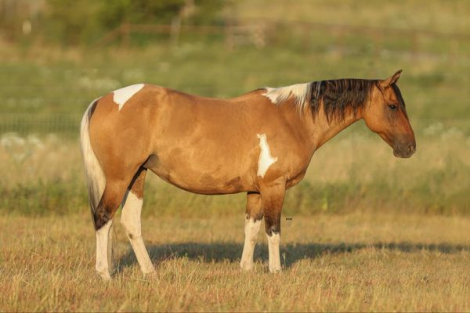 HorseID: 2284221 Dutchess SRS - PhotoID: 1060195