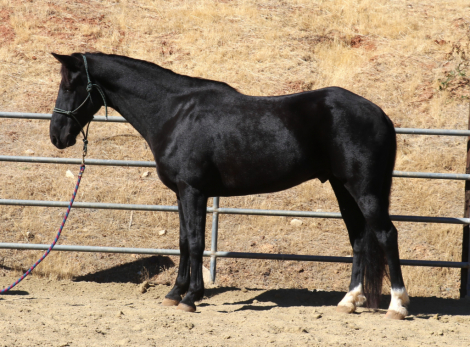 HorseID: 2284225 Jazzy Boy - PhotoID: 1060201