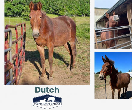 HorseID: 2284264 Dutch - PhotoID: 1060242