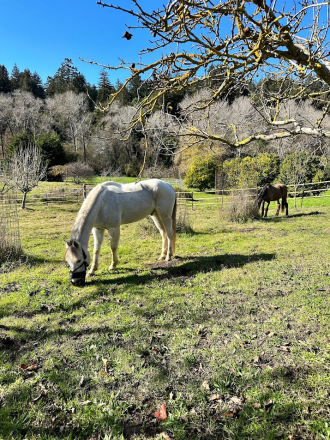 HorseID: 2284273 White Sage - PhotoID: 1060247