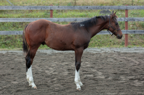 HorseID: 2284300 2024 Bay Tobiano Colt - PhotoID: 1060274