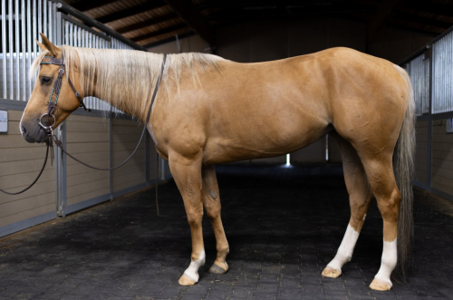 HorseID: 2284308 Sugar - PhotoID: 1060304