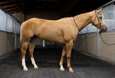 HorseID: 2284308 Sugar - PhotoID: 1060305