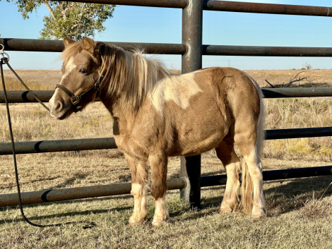 HorseID: 2284321 Smuckers Frosty May Belle - PhotoID: 1060320