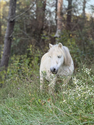 HorseID: 2284327 Foxes chance Phoebe - PhotoID: 1060323