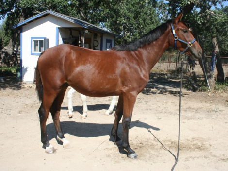 HorseID: 2284330 Shango LRR - PhotoID: 1060324