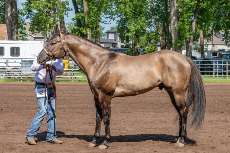 HorseID: 2284349 Dynamic Silver Sky - PhotoID: 1060344