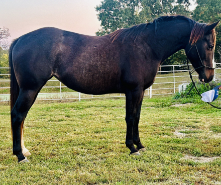 HorseID: 2284352 Chased By a Bully - PhotoID: 1060346