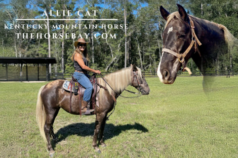 HorseID: 2284359 Allie Cat - PhotoID: 1060353