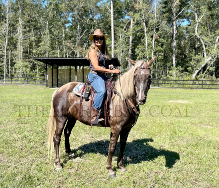 HorseID: 2284359 Allie Cat - PhotoID: 1060354