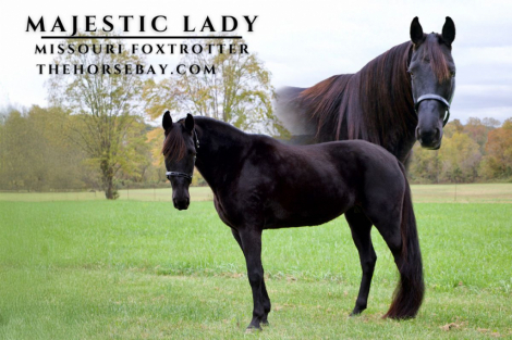 HorseID: 2284361 Majestic Lady - PhotoID: 1060357