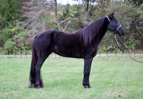 HorseID: 2284361 Majestic Lady - PhotoID: 1060358