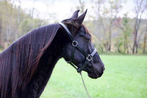 HorseID: 2284361 Majestic Lady - PhotoID: 1060359