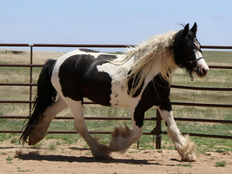 HorseID: 2284366 Valhalla Ranch Lion Prince - PhotoID: 1060364