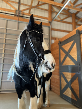 HorseID: 2284366 Valhalla Ranch Lion Prince - PhotoID: 1060366