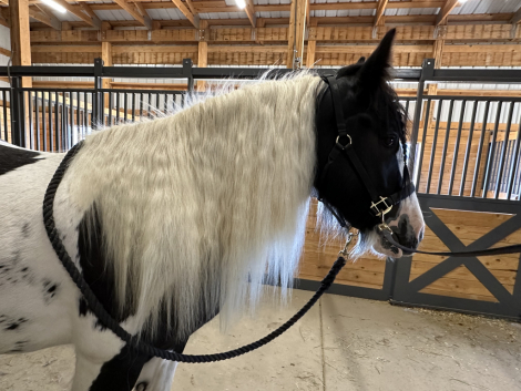 HorseID: 2284366 Valhalla Ranch Lion Prince - PhotoID: 1060367