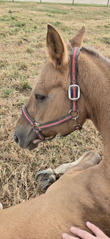 HorseID: 2284382 Roscoe - PhotoID: 1060807