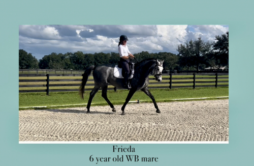 HorseID: 2284417 Frieda - PhotoID: 1060427