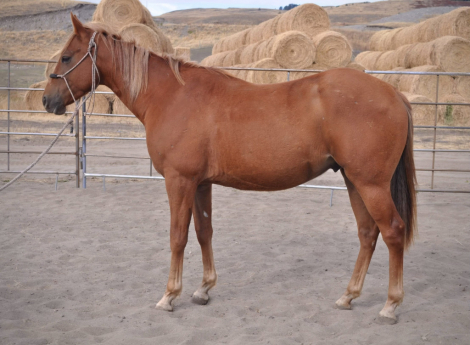 HorseID: 2284420 Grade (Fenton) - PhotoID: 1060431