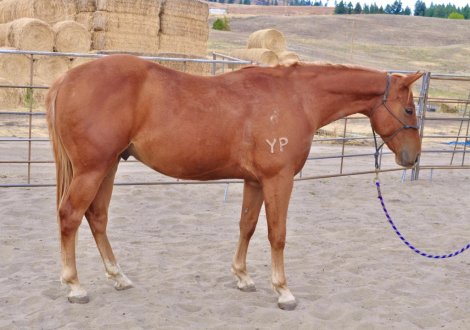 HorseID: 2284423 Grade (Faze) - PhotoID: 1060433