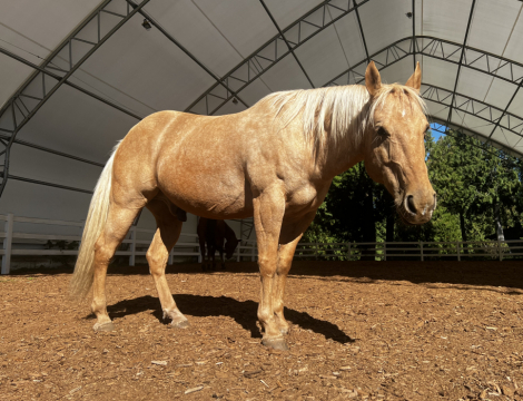 HorseID: 2284441 HR King Leo III - PhotoID: 1060460