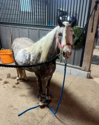 HorseID: 2284449 Dappled gray pintaloosa welsh pony mare - PhotoID: 1060468