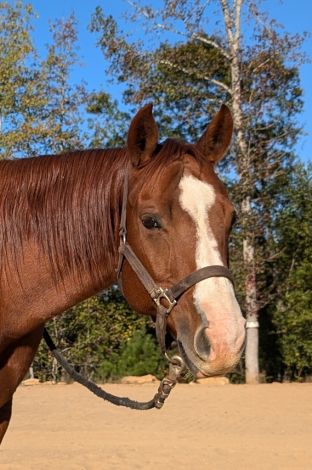 HorseID: 2284456 Jacs Lil Bullet - PhotoID: 1060483