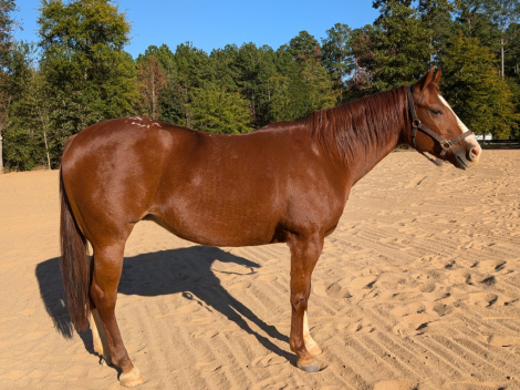 HorseID: 2284456 Jacs Lil Bullet - PhotoID: 1060484