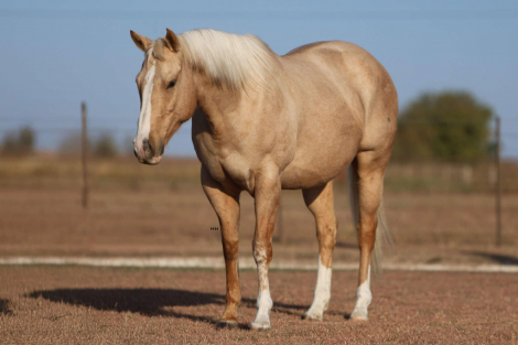 HorseID: 2284476 Sun Frosted Feature - PhotoID: 1060666