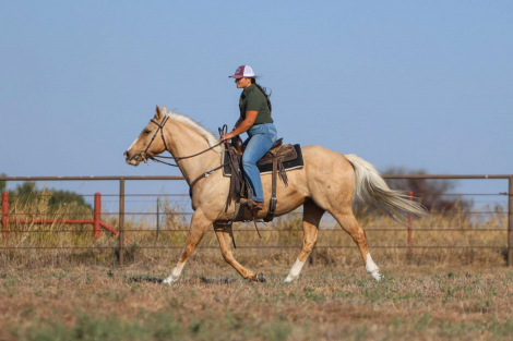 HorseID: 2284476 Sun Frosted Feature - PhotoID: 1060667