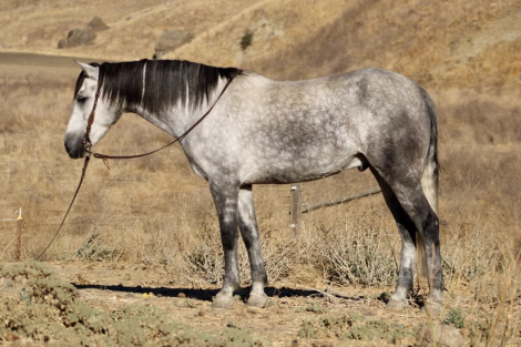 HorseID: 2284479 Jorje BM - PhotoID: 1060647