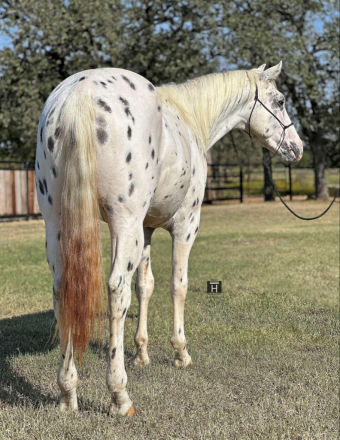 HorseID: 2284485 Flashy HHC - PhotoID: 1060625